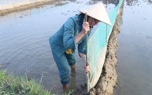 Nghệ An: Tranh thủ giăng lưới kín ruộng, đắp bờ để chờ bất ngờ khi mùa rươi đến