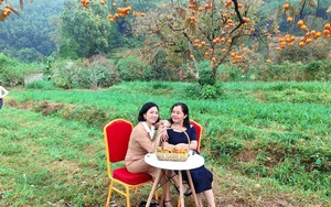 Loại cây ăn quả ở Nam Đàn của Nghệ An bỗng &quot;biến&quot; thành cây cảnh đang hot, khách tha hồ chụp ảnh
