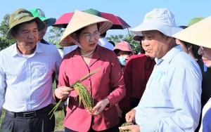 Bí thư Tỉnh ủy Hà Nam ấn tượng với mô hình canh tác lúa sử dụng phân bón hữu cơ PAN
