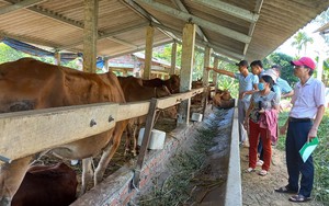 Mô hình chăn nuôi, trồng trọt dùng vốn tín dụng chính sách hiệu quả của nông dân Tiên Phước ở Quảng Nam