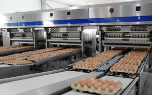 Hòa Phát trở thành doanh nghiệp bán trứng gà lớn nhất miền Bắc, bán 1 triệu quả/ngày