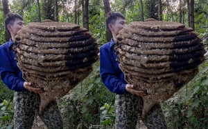 Nghệ An: Bắt gặp tổ ong lớn chưa từng thấy từ trước tới nay, nặng hơn 20kg, gồm 10 tầng
