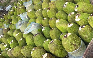 Giá mít Thái hôm nay 10/11: Mít Thái đang nuôi trái nhưng cứ ra đọt non hoài, phải xử lý ra sao?