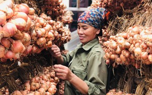 Thị xã Kinh Môn đang dẫn đầu tỉnh Hải Dương về loại cây có củ cay xè cả mắt nhưng rất tốt cho sức khỏe