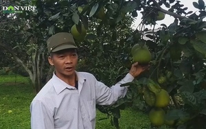Chủ vườn Phú Thọ chia sẻ bí quyết chăm sóc bưởi đặc sản ra nhiều quả, bội thu