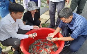 Nuôi tôm theo quy trình an toàn sinh học, nông dân Quảng Trị lãi trên 2 tỷ mỗi năm