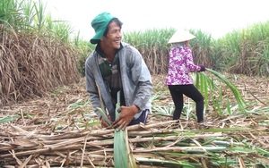 TP.HCM: Bỏ trồng mía, chuyển sang đầu tư các loại cây, con chủ lực, tăng hiệu quả kinh tế   