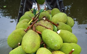 Giá mít Thái hôm nay 11/11: 3 điều cần làm để phục hồi cây mít Thái sau khi bán trái