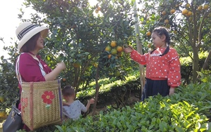 Mê mẩn vườn cam vàng ươm ở Mộc Châu, dân tình rủ nhau đến check in không ngớt lời khen