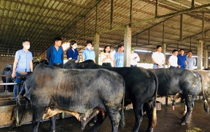 Hai giống bò ngoại ví như cỗ máy sản xuất thịt đang được nông dân Hải Dương muốn đầu tư nuôi