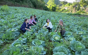 Hội Nông dân Hà Giang hỗ trợ tiêu thụ rau bắp cải cho nông dân xã Quyết Tiến