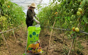 Điện Biên: Nông dân trồng cà chua thu 15 tấn quả/vụ nhờ tuyệt chiêu ghép lên cây cà tím Nhật