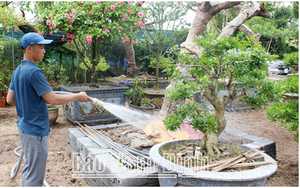 Đây là các mô hình chăn nuôi, trồng trọt mới giúp hiều nông dân Nam Định giàu hẳn lên