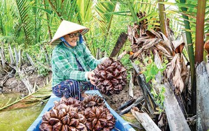 Thứ cây mọc dại dầm mình dưới nước vươn lá lên trời ở Cà Mau ra hoa đẹp mê tơi, cho trái đặc sản