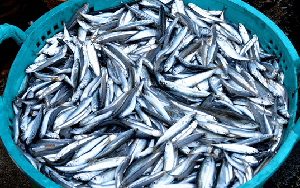 Đi chợ gặp 5 loại cá này nên mua ngay, đảm bảo cá tự nhiên, thịt chắc ngon lại nhiều chất bổ