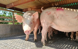 Thừa lượng lợn hơi, tình hình giá cả không mấy khả quan