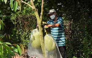 Nông dân ồ ạt trồng sầu riêng, mít, bơ, nhãn...ngành chức năng Bà Rịa-Vũng Tàu khuyến cáo "nóng"