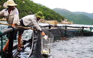 Bỏ ra nửa tỷ đồng làm lồng nuôi cá chim vây vàng trên biển, bắt lên hàng tấn bán giá 120.000 đồng/kg