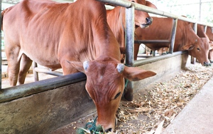 Trồng cỏ nuôi trâu, bò giúp nông dân vùng cao có thu nhập