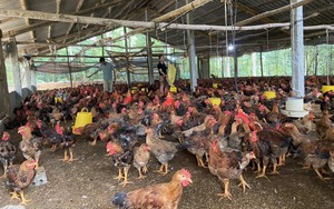 Trồng rừng, nuôi gà bao la đếm không xuể, anh hội viên nông dân ở Bảo Thắng của Lào Cai lãi nửa tỷ