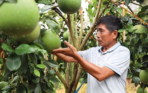 Nông dân Sơn La phát triển nông nghiệp công nghệ cao