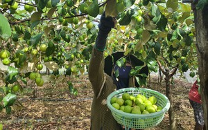 Giá táo tăng mạnh, nông dân Khánh Hòa phấn khởi