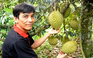 Trồng thứ cây đặc sản cho trái đang hot này ở Bình Thuận, nông dân càng giàu khi có mã số vùng trồng