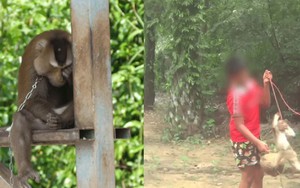 Thái Lan: Du khách bất bình lên án hành vi dùng "Ngộ Không" để thu hoạch dừa