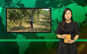 Bản tin Dân Việt Nóng ngày 16/11: Nông dân ồ ạt trồng cây ăn quả, ngành chức năng Bà Rịa-Vũng Tàu khuyến cáo "nóng"
