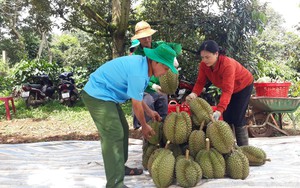 Tỉnh nào trồng sầu riêng nhiều thứ 2 cả nước, sầu riêng của Việt Nam xuất khẩu sang bao nhiêu quốc gia?