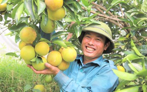 Lạ chưa, vườn cam &quot;cấm cung&quot; trong màn ở Hà Tĩnh, vén lên cây trĩu quả, nông dân Hà Tĩnh bảo bán hết rồi