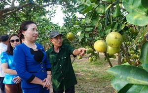 Nông dân Hà Nam liên kết trồng cây ăn quả từ nguồn vốn Quỹ Hỗ trợ nông dân