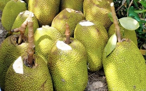Giá mít Thái hôm nay 17/11: Nhìn giá sầu riêng, nông dân nản với giá mít, có nên chặt mít trồng sầu riêng?