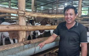 Tổ hội nuôi dê của một xã thuộc huyện Tánh Linh ở Bình Thuận tạo việc làm cho 30 lao động, thu nhập cao