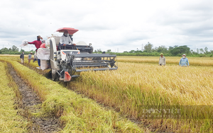 Vì sao giá gạo xuất khẩu của Việt Nam cao nhất thế giới, xuất khẩu lập kỷ lục?
