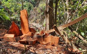 Kỷ luật nhiều cán bộ để xảy ra phá rừng tại Măng Đen