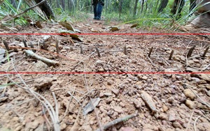 Vụ tấn công lực lượng bảo vệ rừng ở Lâm Đồng: 1 cán bộ bị bắn đạn chì vào lưng