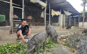 Nuôi thứ lợn mõm nhọn, lưng thẳng, chân cao, lông cứng, ăn tạp, nông dân trẻ Đắk Lắk kiếm 200 triệu/năm