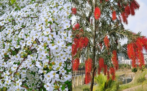 5 cây cảnh không thể chết cóng trong mùa đông, mùa xuân bùng nổ thành thác hoa đẹp mê mẩn 