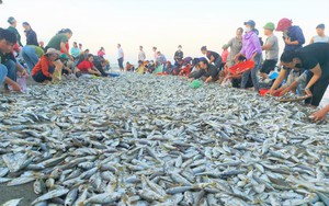 Bất ngờ bờ biển nơi này ở Hà Tĩnh đổ la liệt thứ cá đù, chủ tàu thu về gần 100 triệu