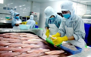 Mỹ, Nhật Bản, Trung Quốc mua lượng tôm, cá khổng lồ, Việt Nam lập 3 kỷ lục chưa từng có