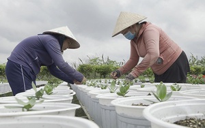 Xơ dừa, phân rơm tăng mạnh, nông dân trồng hoa Tết ở Sa Đéc của Đồng Tháp thấy gánh nặng thêm