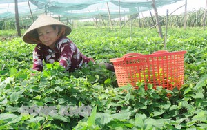 Trồng thứ rau người khen thơm, kẻ chê tanh, ngày cắt bán 2 lần, bà nông dân này ở Bến Tre có tiền quanh năm