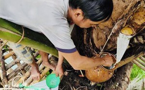 Tre tứ quý, loại "cây nồi đồng cối đá" này trồng ở một nơi của Bình Thuận, ấy thế mà "hái ra tiền" - Ảnh 10.