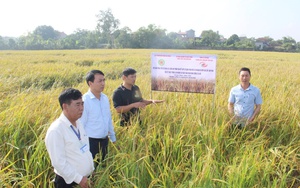 Nam Định: Trồng lúa mà không cần ngâm ủ hạt giống, không cần cày bừa, lúa vẫn tốt ngang bụng