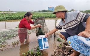 Một nông dân Ninh Bình trên trồng cây cảnh, dưới nuôi cua đồng, bất ngờ kiếm bộn tiền