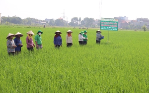 Supe Lâm Thao vững vàng đồng hành cùng người nông dân giữa áp lực phân bón tăng giá