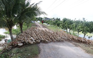 Vịt cò là giống vịt gì mà đẻ rõ lắm, dân nơi này của Đồng Tháp nuôi nhiều, kiếm bộn tiền?