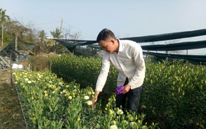 Bôn ba học nghề trồng hoa, một nông dân ở Thanh Hóa lãi 400-500 triệu, tạo việc làm, lương tốt cho 6 lao động