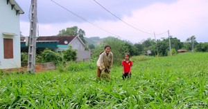 Cây hương bài là cây gì mà người dân Nghệ An kiếm gần  200 triệu đồng mỗi ha?